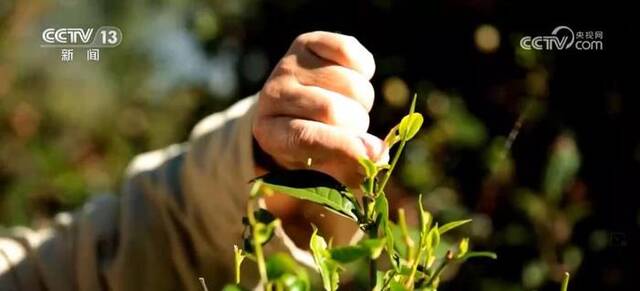 云南生态普洱茶地方标准正式实施 茶农获得更多实惠