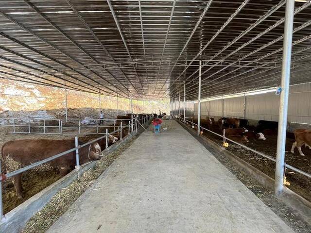图为2022年11月26日拍摄的贵州关岭县新铺镇卧龙村村民高志林的养牛场。新华社记者李惊亚摄