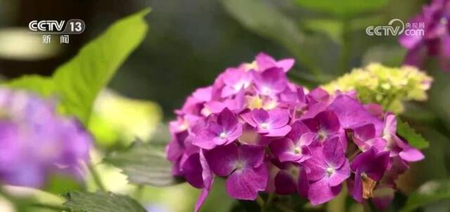 你好，夏天！各地鲜花竞开放，花开正浓