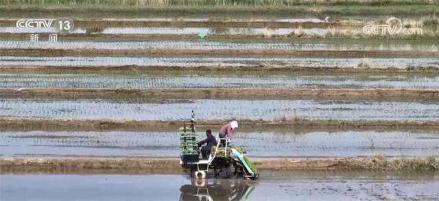 昔日盐碱地如今米粮仓 5万多亩盐碱地水稻插秧作业正当时