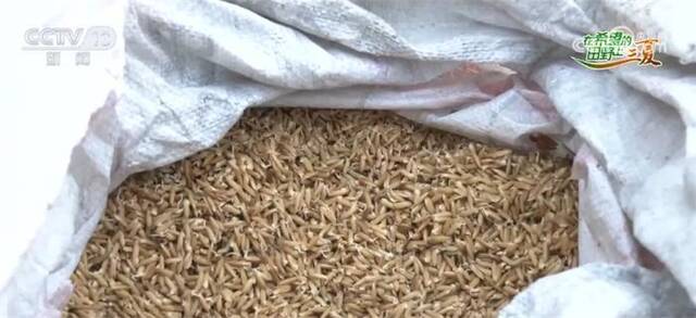中稻育秧全面铺开 新技术新品种促进粮食增产增收