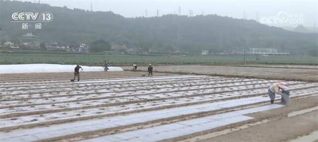 中稻育秧全面铺开 新技术新品种促进粮食增产增收