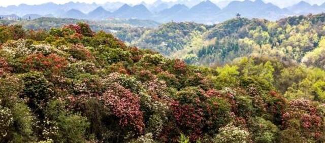 毕节市百里杜鹃风景名胜区。新华社记者欧东衢摄