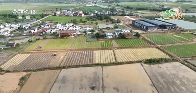江西各地加强田间管理 促进1800多万亩早稻稳产增产
