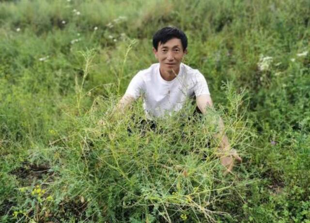找到一棵20年以上的野生老黄芪，让51岁的吴永林十分开心。（图片由受访者本人提供）