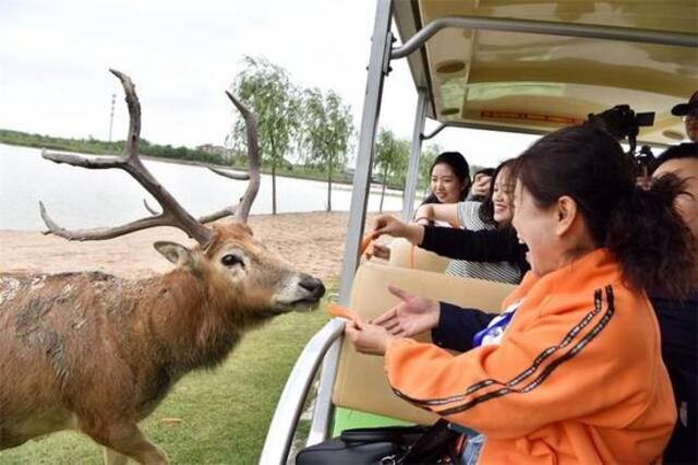 走进盐城黄海湿地，体验生物多样性之美