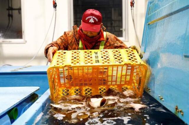 日本福岛县新地町，渔民将打捞上来的鱼倒入水箱售卖（资料图）