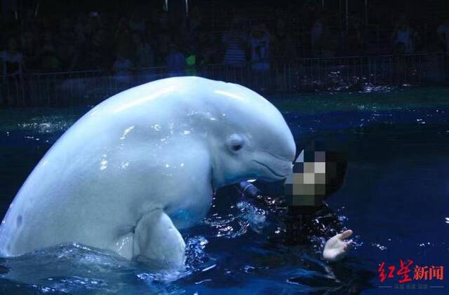 ↑白鲸“苏菲”图据深圳小梅沙海洋世界公众号