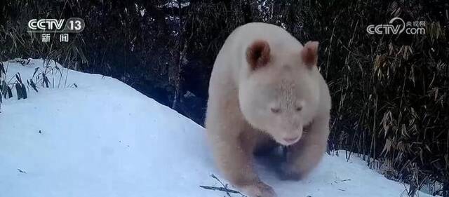 罕见！白色野生大熊猫完整影像首度公开