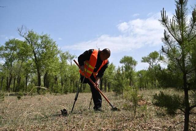 护林员马裕在林场空地补种树苗（5月18日摄）。新华社记者詹彦摄