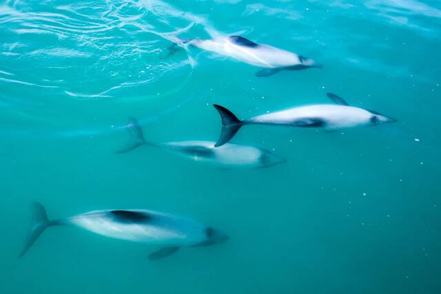 遗传学为赫克托的海豚种群提供了深刻的见解