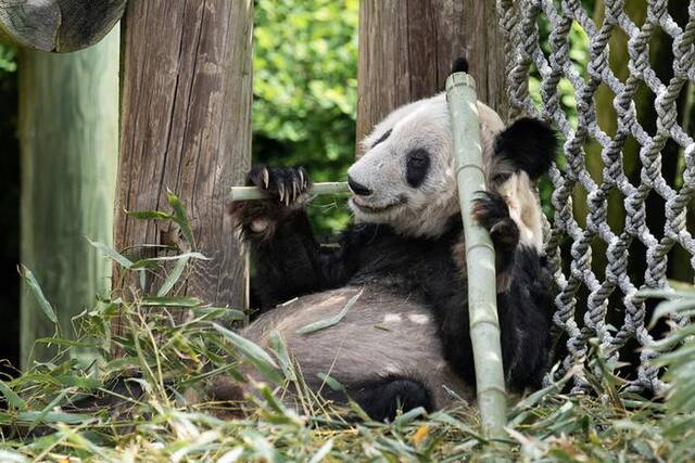 这是4月25日在美国田纳西州孟菲斯动物园拍摄的大熊猫“丫丫”。新华社记者刘杰摄
