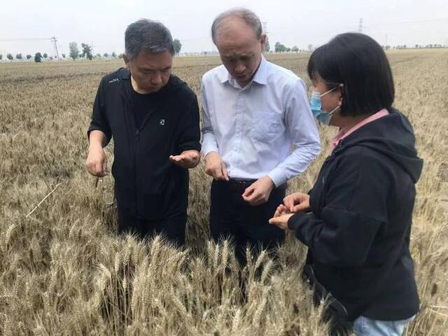 专家指导组在开封杞县查看小麦情况