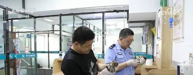 野生豹猫幼崽获救 警民爱心接力精心照护重返自然