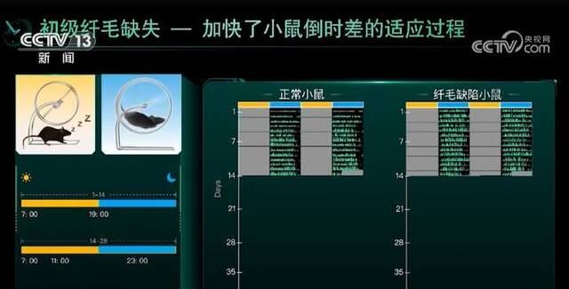 我国科学家对生物钟研究取得重大突破