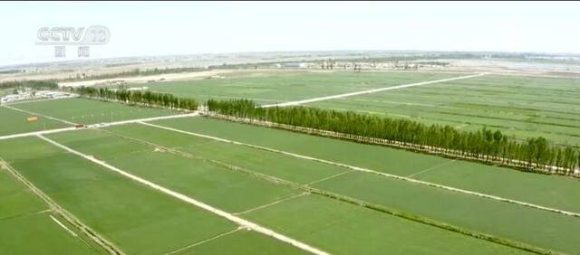 近百万亩小麦长势喜人 河套灌区稳产保丰收
