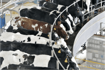 自动化奶牛养殖工厂
