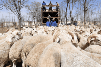 古浪县内养殖的牛犊和羊羔