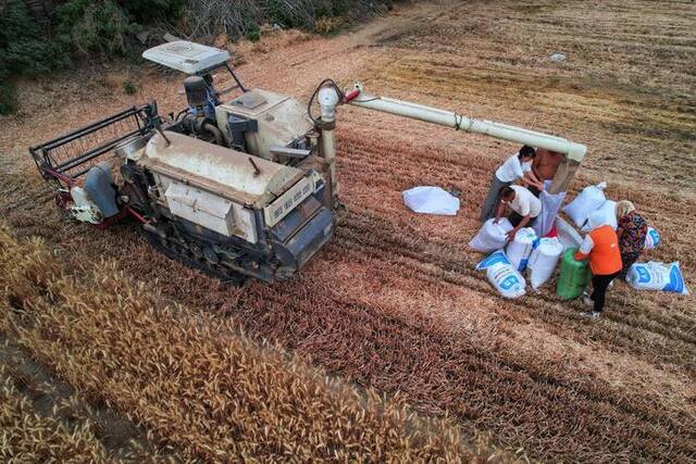 ↑2022年6月，收割机在河南开封收割小麦。图据视觉中国
