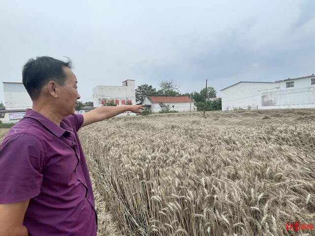 ↑5月31日，河南南阳唐河县，一户人家还没收割的麦子，水涝过后麦子倒伏发黑。图据红星新闻