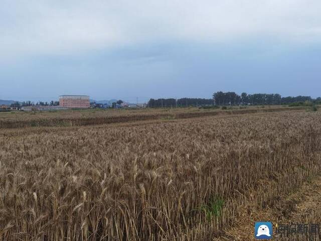 河南“雨口抢粮”记：南阳麦收基本结束，农民无奈接受芽麦