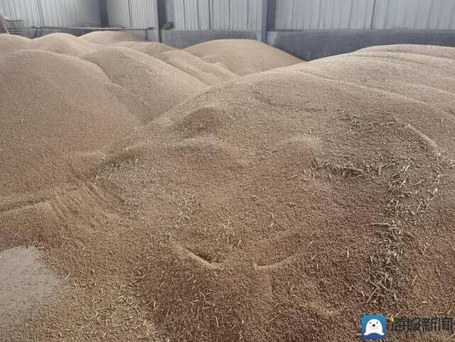 河南“雨口抢粮”记：南阳麦收基本结束，农民无奈接受芽麦