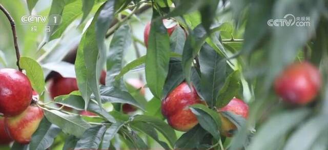 吐鲁番的西瓜熟了 瓜果丰收铺就“甜蜜”致富路