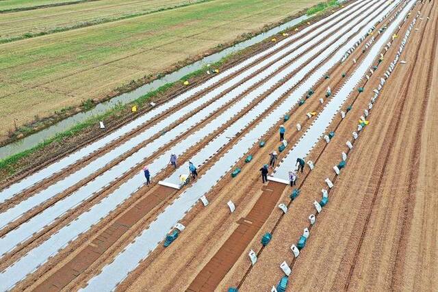 近日，安徽省安庆市宿松县省属农垦华阳河农场农业服务公司育秧基地正在开展水稻育秧作业。图片来源：视觉中国