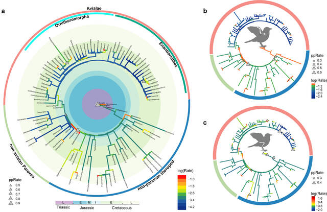 科学家扩大了对早期鸟类肢体进化的理解
