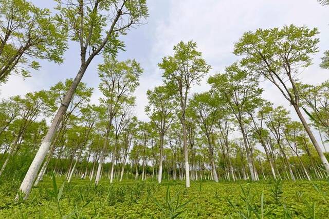 在天津市津南区拍摄的天津绿色生态屏障（2022年7月10日摄）。新华社记者赵子硕摄