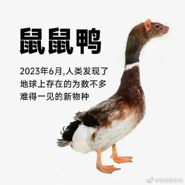 以“鸭脖还是鼠头”为话题写一篇文章，不少于800字