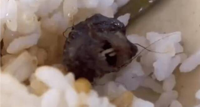 学生饭菜中疑似“鼠头”的异物图源：视频截图