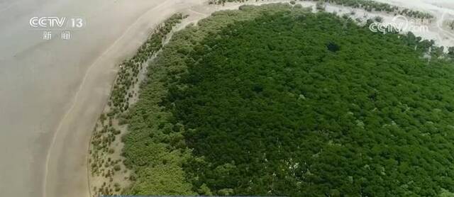 保护海洋生态系统 扩大种植红树林 补偿机制有保障