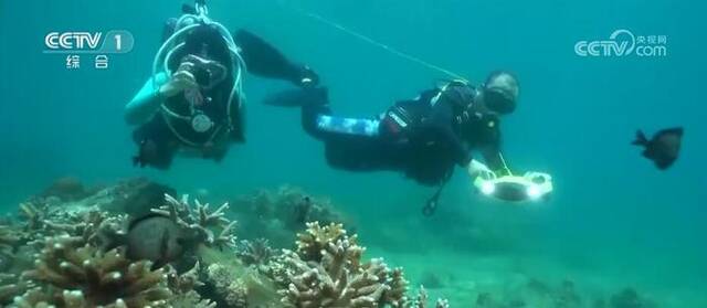 守护海洋家园 我国海洋生物多样性显著提高 生态环境状况稳中趋好