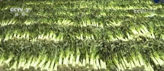 高原夏菜上市 订单式生产鼓起农民“钱袋子”