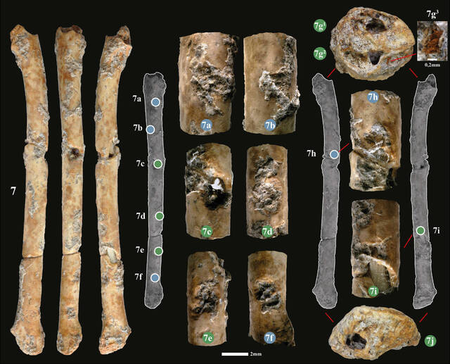 研究人员在以色列北部发现12000多年前由鸟类骨骼制成的笛子