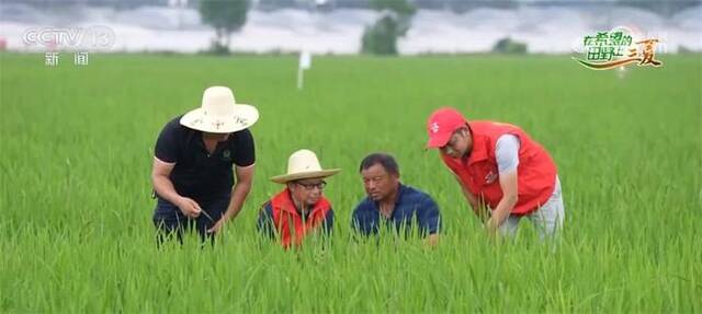 南方地区打好早稻“破口”药 确保粮食稳产丰收