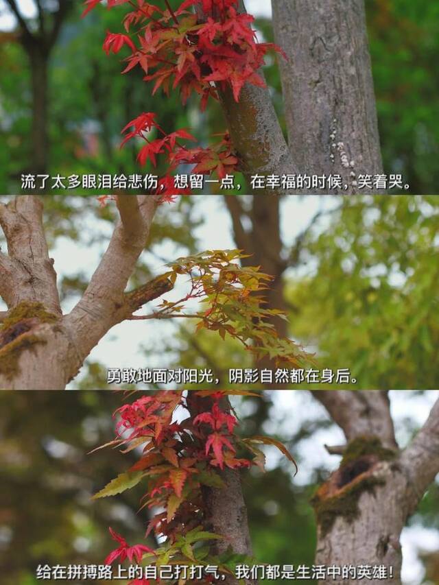 当我用电影的方式打开贵师大