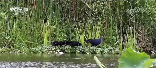 持续改善湿地水生态环境 紫水鸡安家海南湿地公园