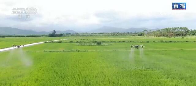 绿色技术稳粮食生产 鸭稻共生种植鼓起农户“钱袋子”
