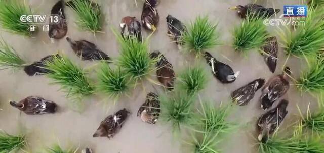 绿色技术稳粮食生产 鸭稻共生种植鼓起农户“钱袋子”