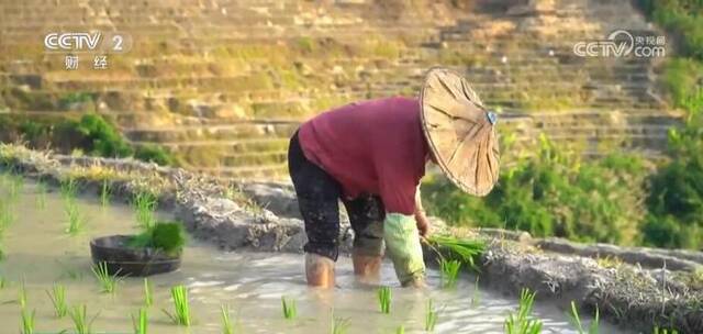 空中俯瞰千亩梯田美如画 农旅融合带动村民致富