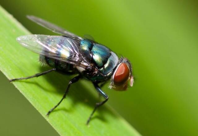 美媒披露最新研究：目睹同伴死亡后，果蝇身体衰老速度会加快