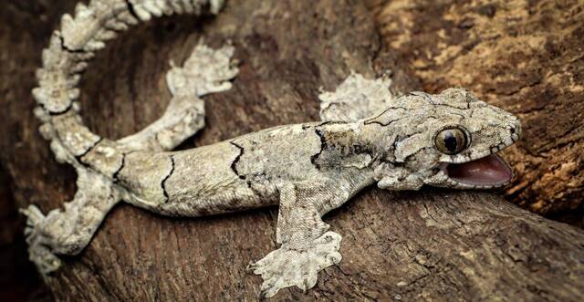 新的飞行壁虎物种Gekko mizoramensis揭示了印度北部隐藏的生物多样性