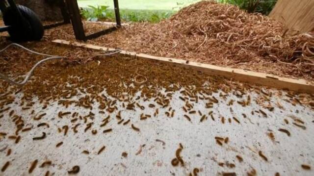美国一座岛突现数百万毛毛虫 画面曝光：虫子挂满枝头 掉落时像下雨