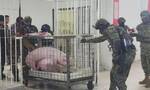 厄瓜多尔军方突击检查一监狱 带走两头猪和12只斗鸡