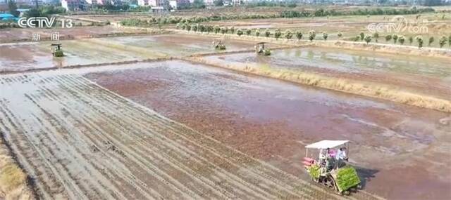 水稻夏种正在进行 多种种植模式为秋粮丰收奠定基础