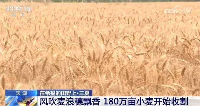 全国麦收进度过九成五 多地采取措施保障夏粮丰收