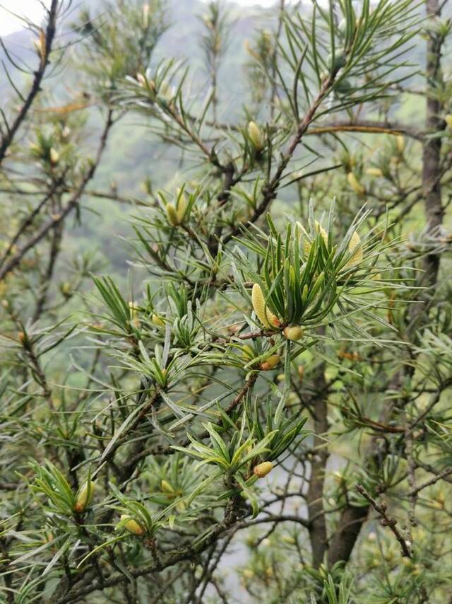 在贵州大沙河国家级自然保护区，人工培育野外回归的银杉已开花。（2023年5月19日冯育才摄）