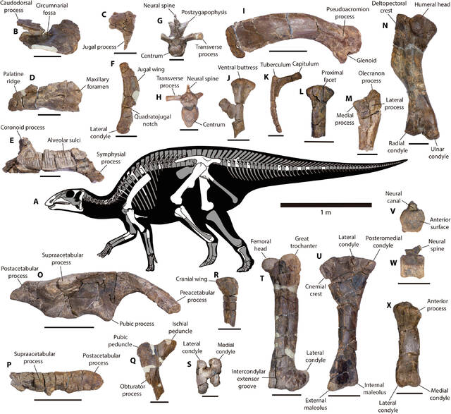 在智利发现新品种鸭嘴龙的化石遗骸——Gonkoken nanoi